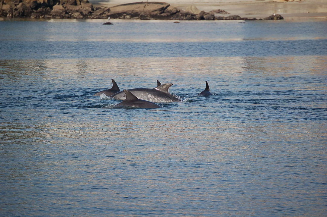 Avistamiento de delfines en las costas de Sanxenxo. CEDIDA