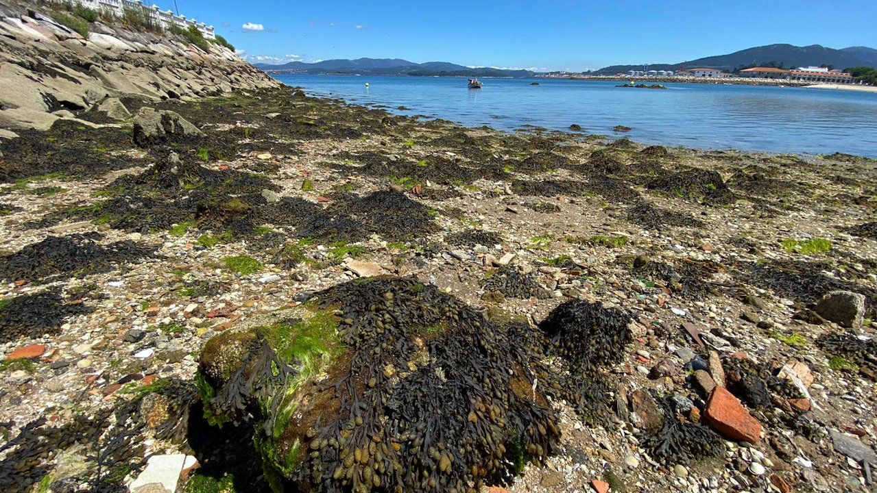 Algas secas en la playa de Preguntoiro Vilagarcía. JOSÉ LUIZ OUBIÑA