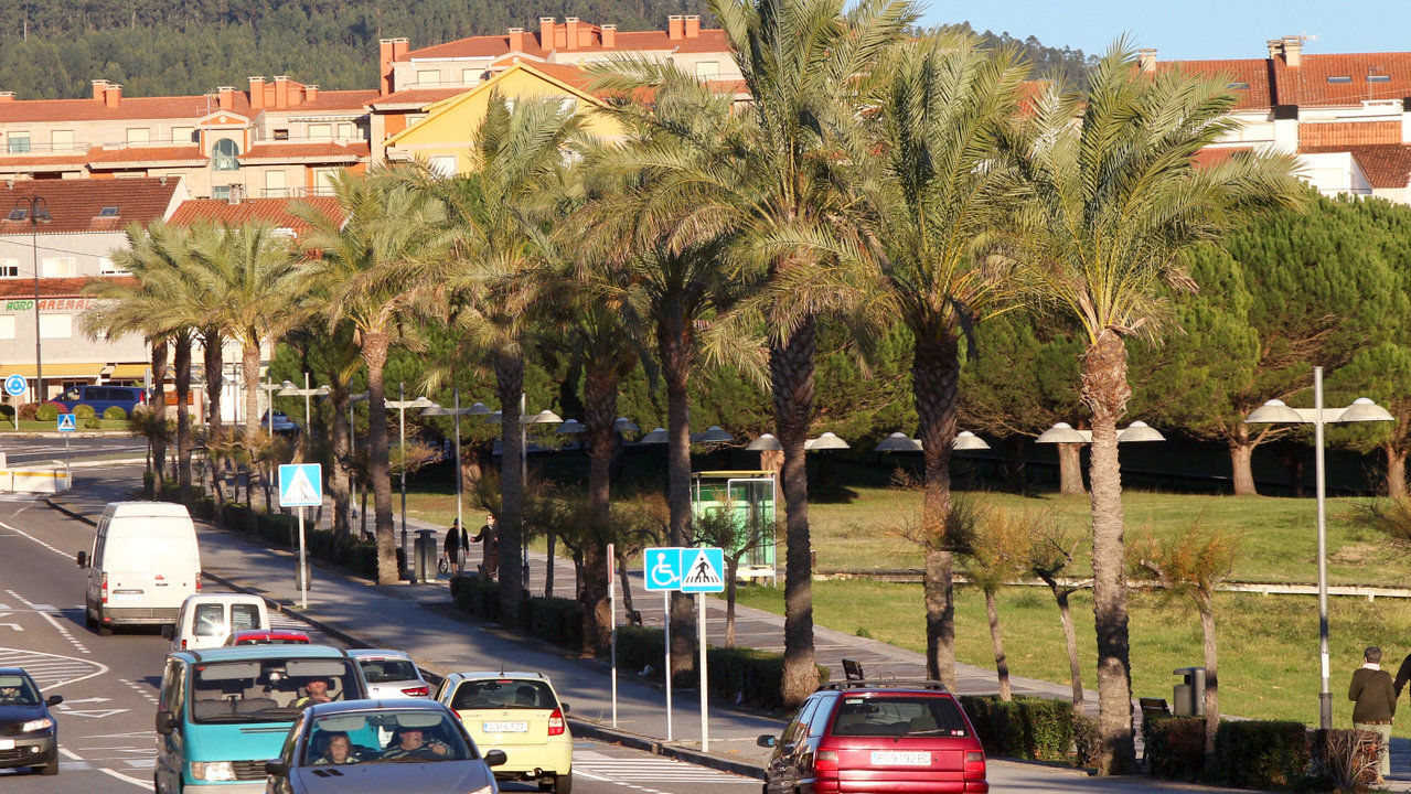 Algunos de los ejemplares de palmeras del municipio. RAFA FARIÑA