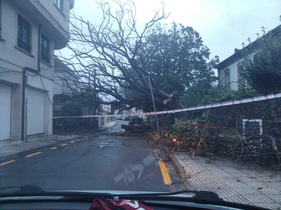 árbol cae sobre vial en Carril por el temporal 2022-10-19
