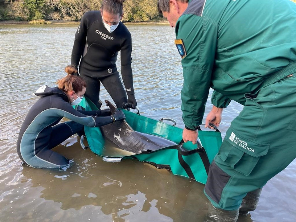O Cemma rescata un golfiño varado en Ribadeo. EUROPA PRESS