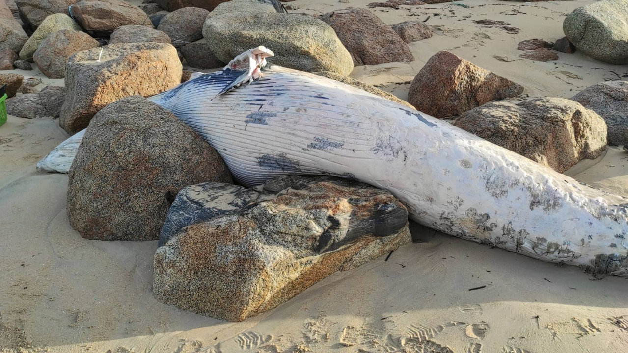 El cuerpo de la ballena varada en A Lanzada. CEMMA