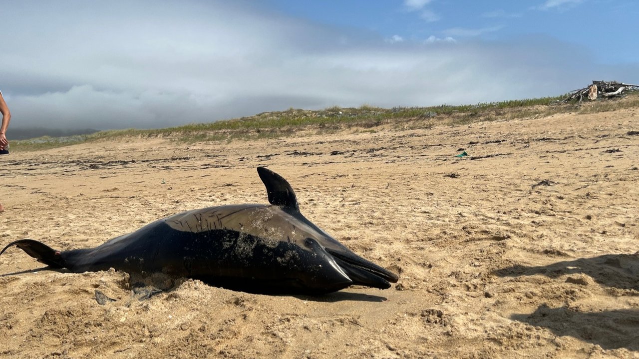  El delfín aparecido esta mañana en la Playa da Lanzada. D.P. 
