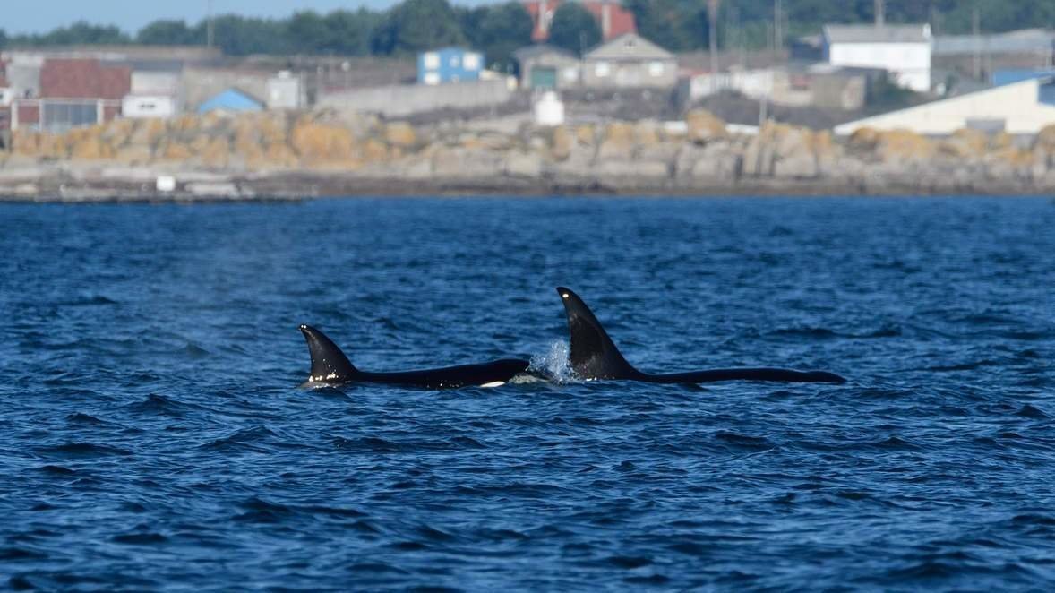 Las orcas Gael y Prior, en Arousa. PabloCovelo/CEMMA