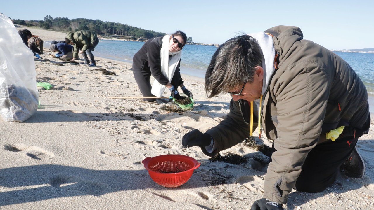 Un grupo de voluntarios recogiendo pellets en la playa A Mexilloeira de O Grove. JOSÉ LUIZ OUBIÑA
