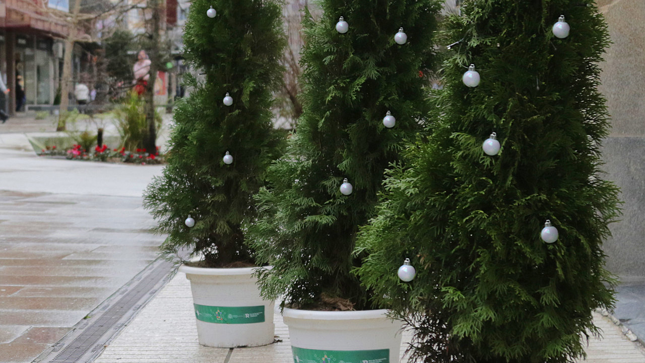 As árbores Tuias que decoran o Nadal de Vilagarcía. DS