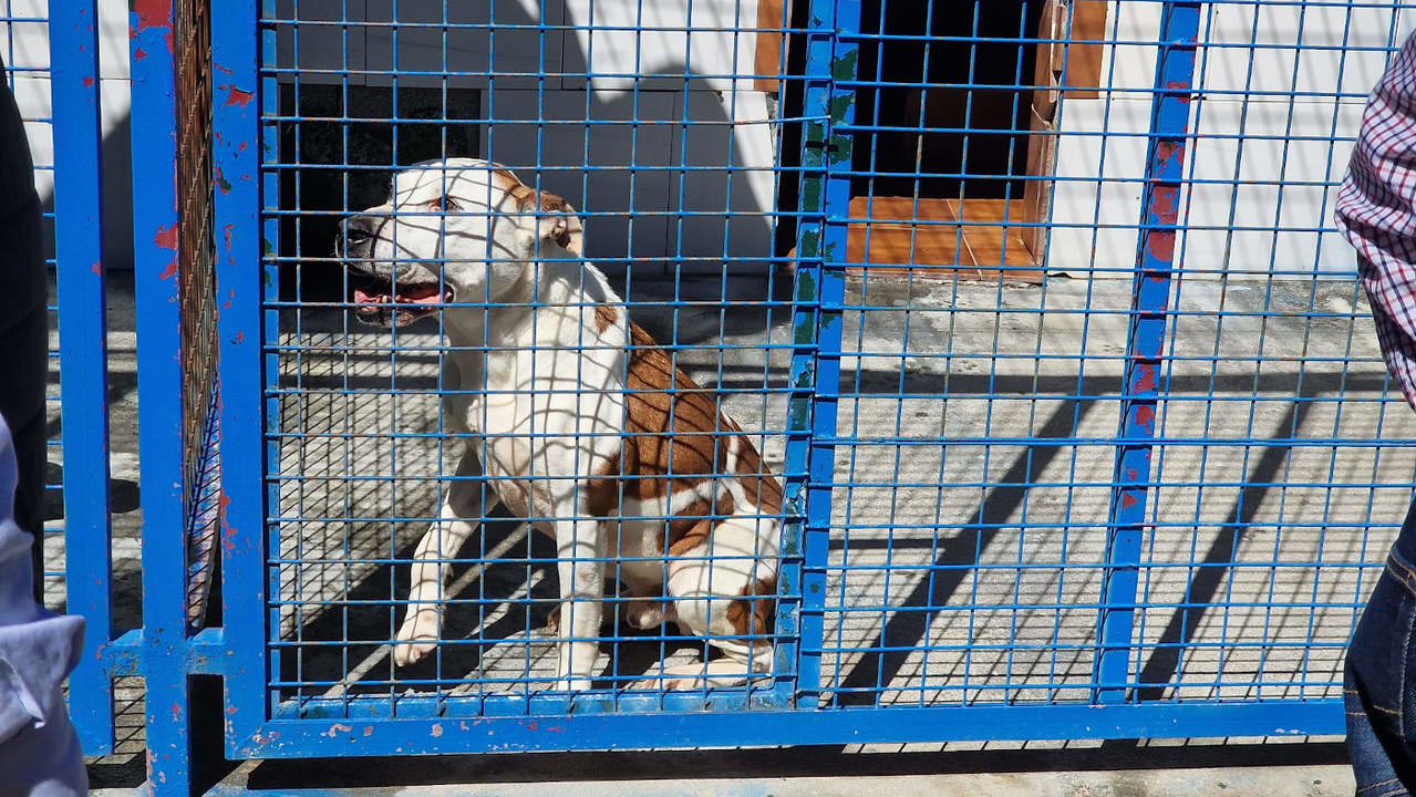 Uno de los perros de la Asociación Protectora de Animales de Cambados. DS