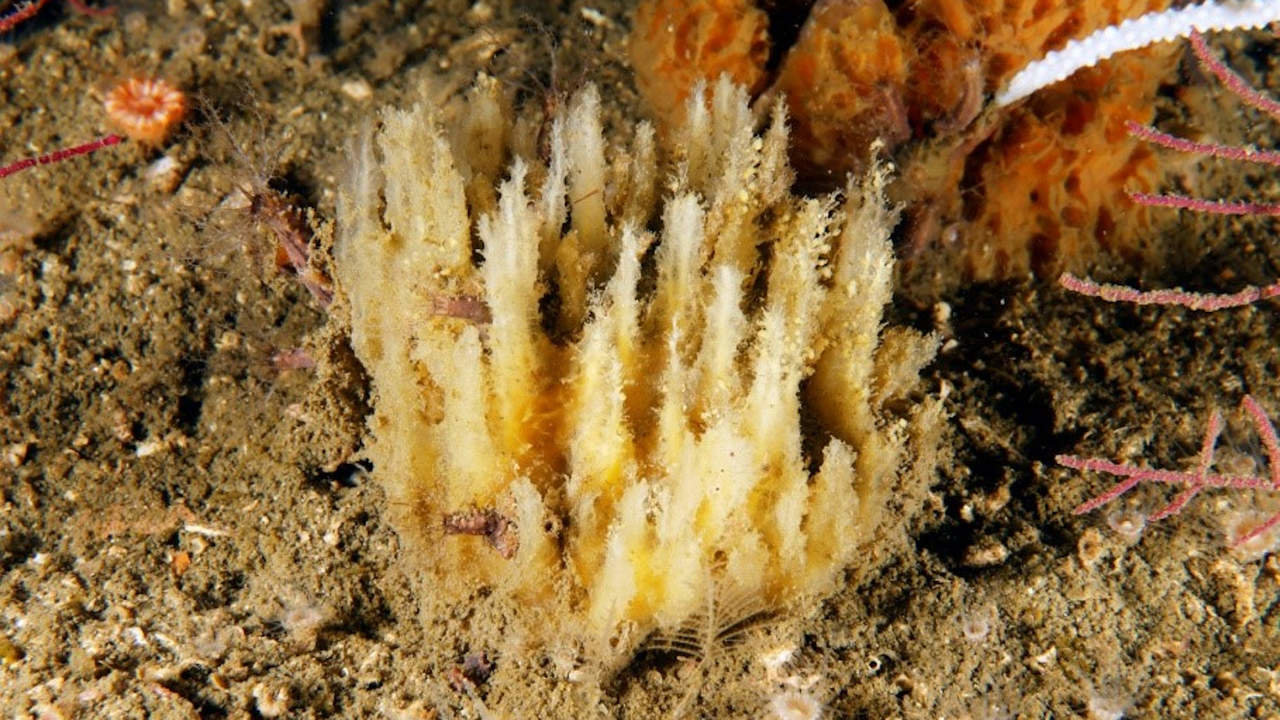 Ejemplar de la nueve especia de esponja marina en la ría de Arousa. Jacinto Pérez (GEMM)